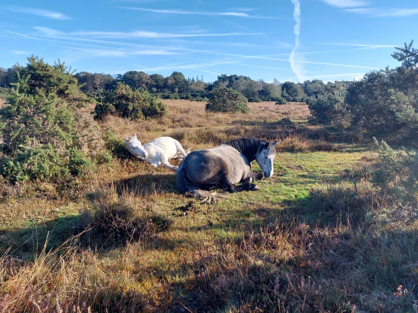 Calls for collaboration to drive New Forest recovery | GHR Salisbury